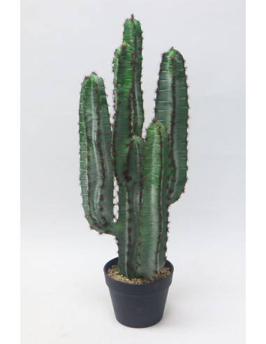 Cactus Potted H75