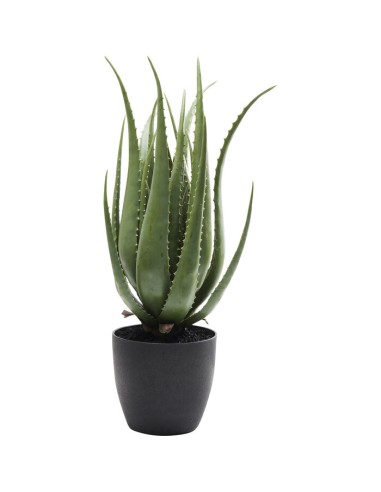 Pianta Decorativa Aloe 69 Cm